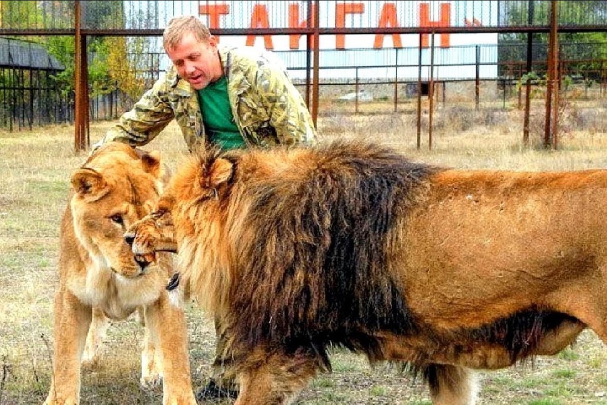 Владельца сафари-парка «Тайган» Олега Зубкова выпустили из СИЗО - KP.RU