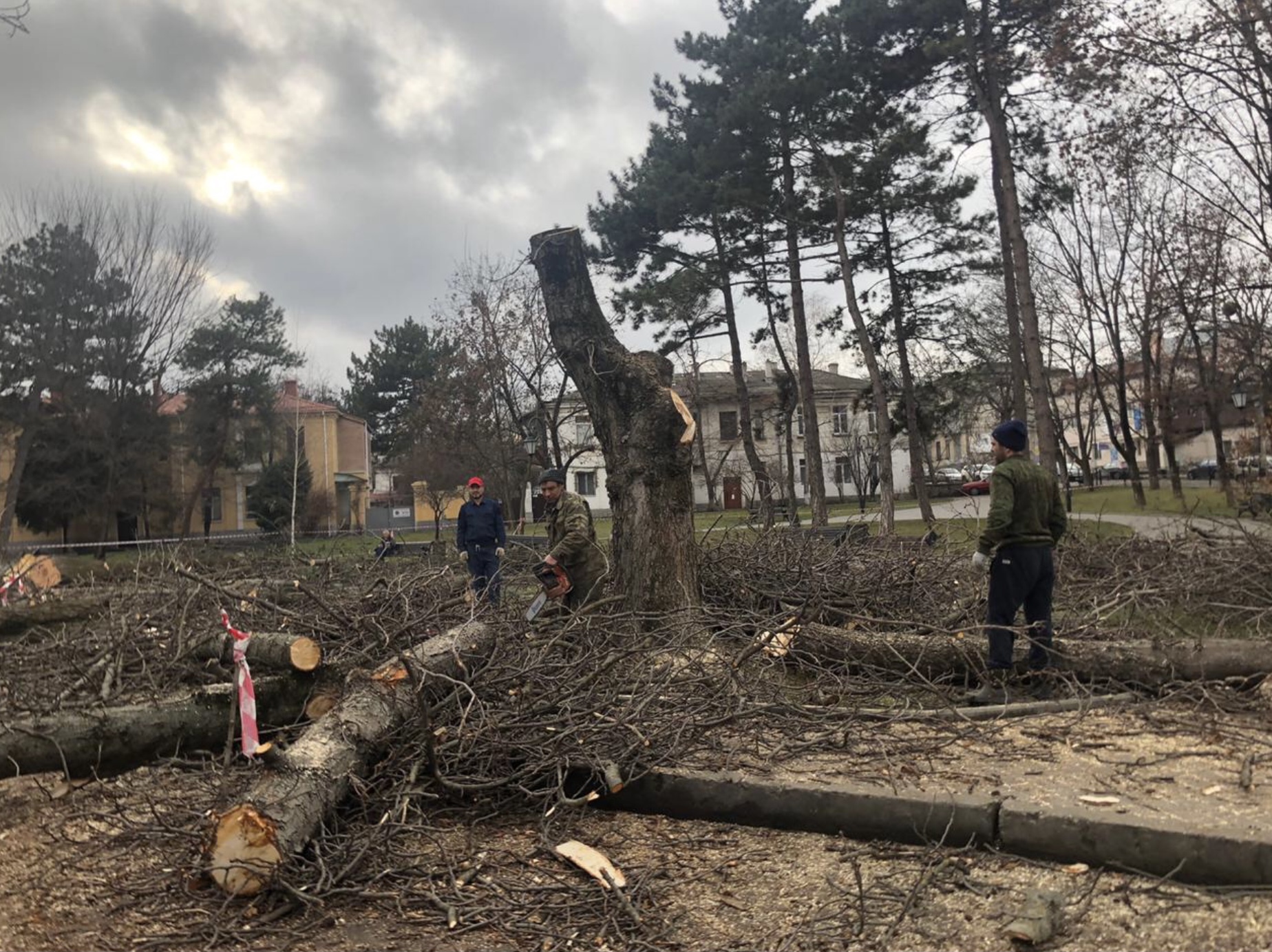 Кто и зачем срубил деревья в сквере им. Высоцкого в Симферополе - KP.RU