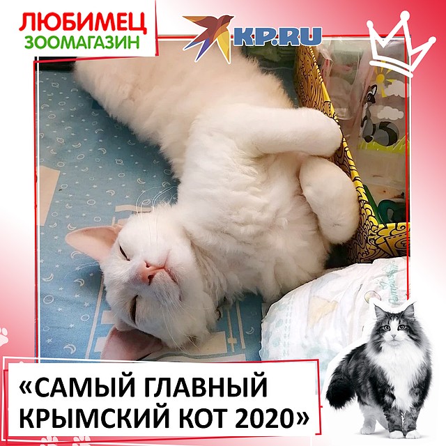 Чем отправить кота