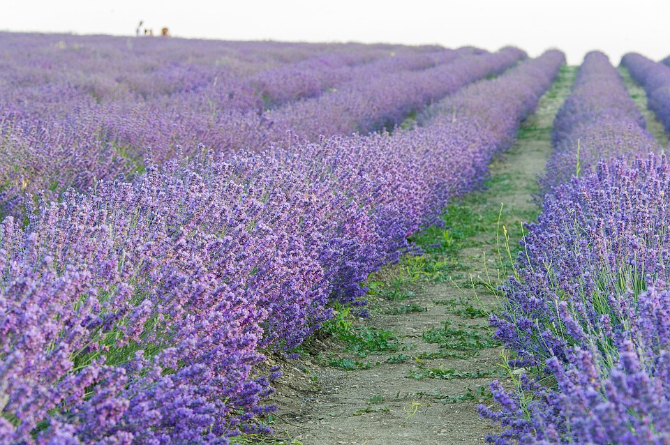 Лаванда крымская фото растения